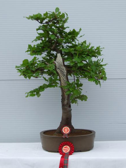 Dai - Bonsai Tree Style